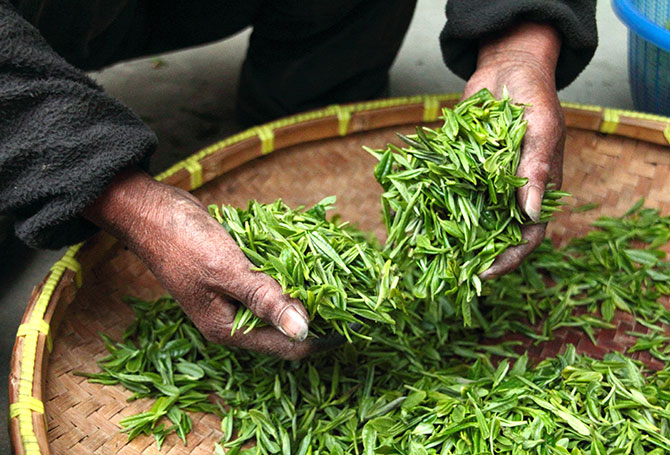 Focus on tea (green tea, gunpowder tea, chunmee tea, black tea) production, OEM and export.