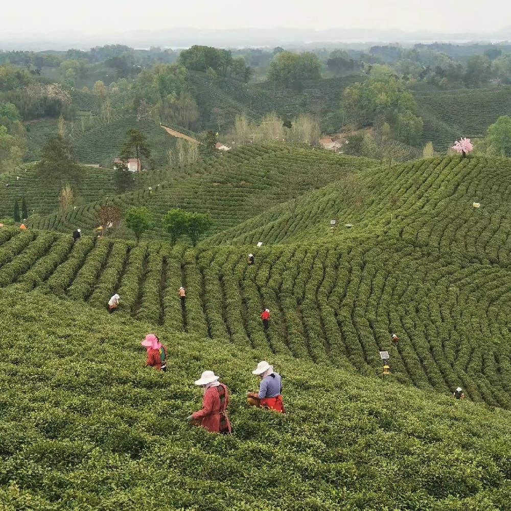 Xinyang Maojian tea——one of the top ten famous teas in China